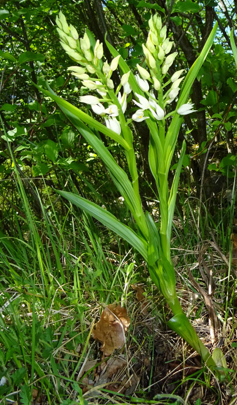 una longifolia con 2 steli.....anomalia ? (: fasciazione)